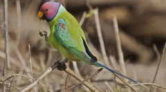 Папагал прстен редгол